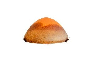 Chapeau de lampe champignon en pâte de verre diamètre 34 cm